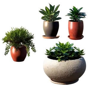 Seasonal Potted Plants PNG Xve71 PNG