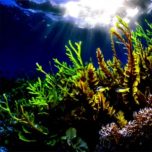 Seaweed Carbon Sequestration PNG Dkn PNG