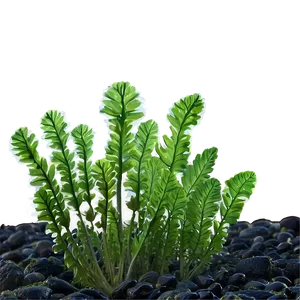 Seaweed Climate Change Resilience PNG Jrl PNG
