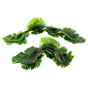 Seaweed Culinary Uses PNG Obf PNG
