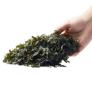 Seaweed Eco-friendly Packaging PNG Xsx67 PNG