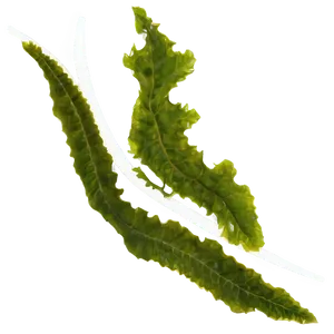 Seaweed Environmental Impact PNG 05242024 PNG