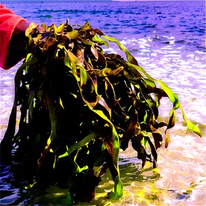 Seaweed Farming Harvest PNG 4