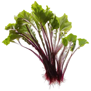 Seaweed Farming Harvest PNG 92 PNG