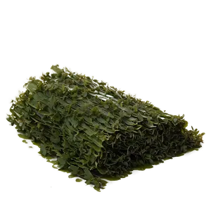Seaweed For Aquaculture PNG 22 PNG