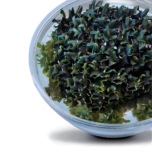 Seaweed For Aquaculture PNG Vam PNG