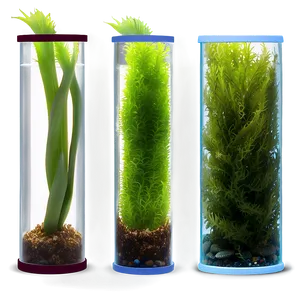Seaweed In Aquarium Setting PNG Gkc77