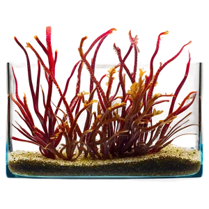 Seaweed In Aquarium Setting PNG Kpb15