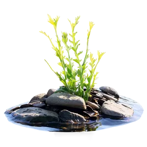Seaweed In Rock Pool PNG 05242024