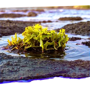 Seaweed In Rock Pool PNG 40