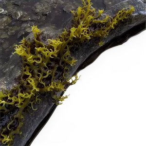 Seaweed In Rock Pool PNG 52