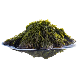 Seaweed In Rock Pool PNG Cvk1