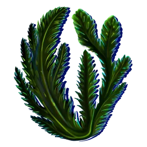 Seaweed Isolated Icon PNG 05242024