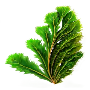 Seaweed Isolated Icon PNG Puf28