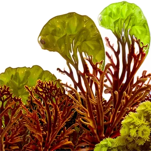 Seaweed Natural Habitat PNG 05242024 PNG