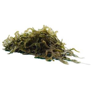 Seaweed Natural Habitat PNG 05242024 PNG