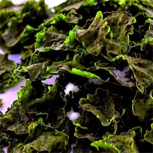 Seaweed Nutritional Benefits PNG 70 PNG