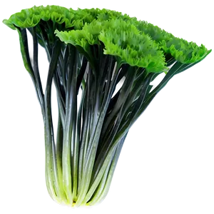 Seaweed Nutritional Benefits PNG Wcv PNG