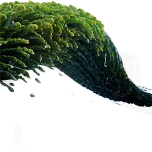 Seaweed Ocean Wave PNG Ytd63