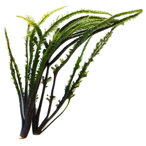 Seaweed On Ocean Floor PNG 70