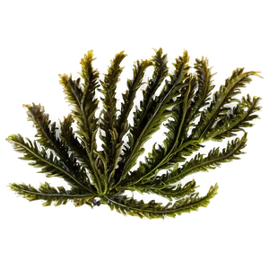 Seaweed On Ocean Floor PNG Ouc