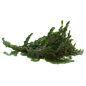 Seaweed On Ocean Floor PNG Urp48