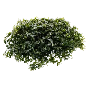 Seaweed Strand Texture PNG Yud