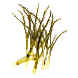 Seaweed Sustainable Resource PNG Kik85 PNG