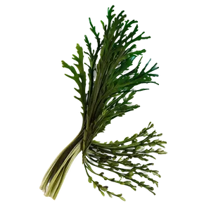 Seaweed With Fish Background PNG 05242024