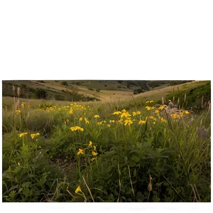 Secluded Wildflower Spot Png 06202024 PNG image