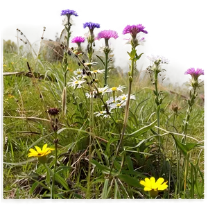 Secluded Wildflower Spot Png Boo PNG image