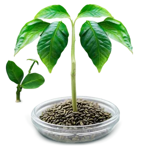 Seed Crowdfunding Campaign Png Pyd PNG image