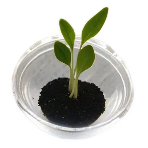 Seed Germination Sprout PNG Pns97