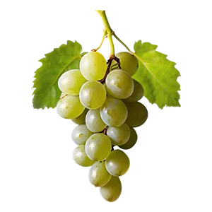 Seedless Grape PNG 05212024