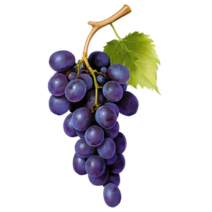 Seedless Grape PNG Yqi89