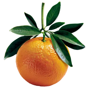 Seedless Oranges PNG Dxc62 PNG
