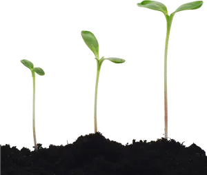 Seedling Growth Stages PNG image