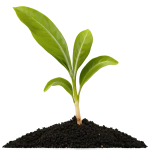 Seedling Plant PNG Jsk5