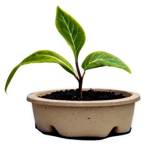 Seedling Plant Png Mtn PNG image