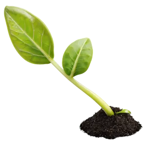 Seedling Sprout Png 06132024 PNG image