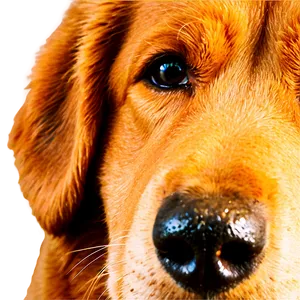 Senior Dog Nose PNG 37