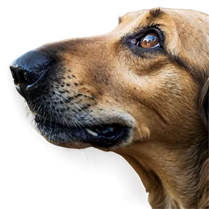 Senior Dog Nose PNG Bwa