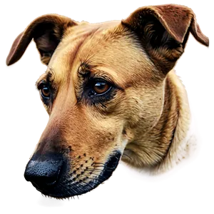 Senior Dog Nose PNG Umh