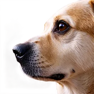 Senior Dog Nose PNG Xnn
