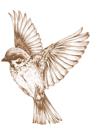 Sepia Toned Sparrow In Flight