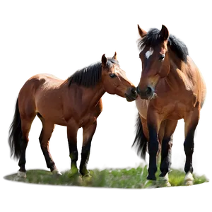 Serendipitous Mustang Horse Encounter PNG 93