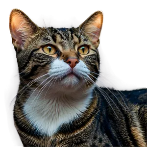 Serene Cat Gaze PNG 10 PNG