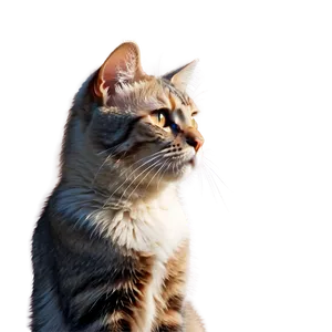 Serene Cat Gaze Png 13 PNG image