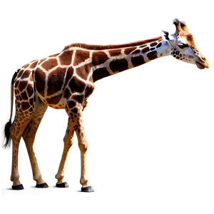 Serene Giraffe Graze PNG 05062024