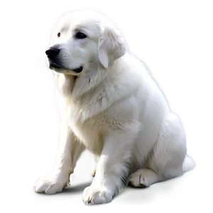 Serene Great Pyrenees PNG 06292024